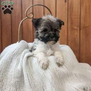 Jewel, Havanese Puppy
